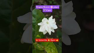 Jasmine or Mogra🌸flower plant Care shortvideo viralvideo flower flowerplant garden [upl. by Anaib]