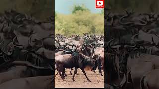 The MOST Incredible Animal Migrations [upl. by Adamo148]