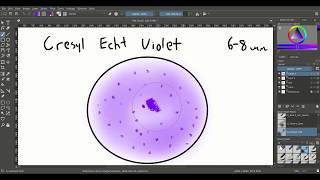 Histotutor Chapter 9 Nerve Tissue [upl. by Deibel]