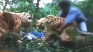 Funny tiger fight scene  Nepali movie  Tiger fight scene  Real [upl. by Camel]