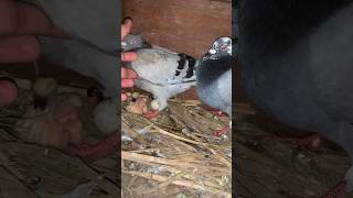 Resar kabootar ne bhi bacche nikal diye pigeon kabutarbazi [upl. by Ardel463]