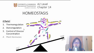 Chap 14 Part 1 Negative Feedback Mechanism  Cambridge ALevel 9700 Biology [upl. by Annirok]