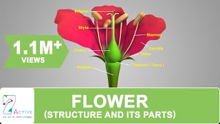 Flower Structure and its Parts [upl. by Faunie579]