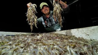 Loading the Boat with SHRIMP  Shrimping Catch and Cook [upl. by Ellemac]