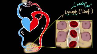 Lymph lymph nodes amp lymphatic system  Life processes  Biology  Khan Academy [upl. by Silden137]