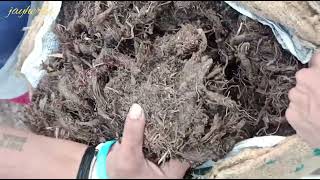 Nardostachys jatamansi  Jatamansi  जटामासी  Bal Chad  Indian Spikenard  Musk Root  jayherbs [upl. by Mandych]