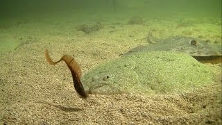 Huge turbot attack fishing lure Рыбалка большой палтус атакует мягкую приманку [upl. by Monika828]