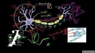 Neuron i jego budowa [upl. by Glynis496]