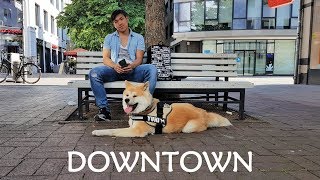 AKITA INU  Downtown  秋田犬 [upl. by Ilahtan]