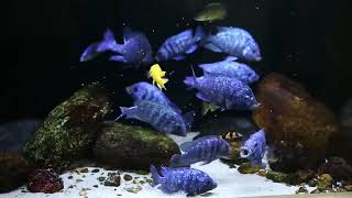 Placidochromis Phenochilus Tanzania The Perfect Addition to Your African Cichlid Tank [upl. by Mariken]