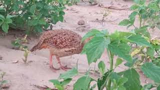 Titar bird boleFrancolin voice sound boli [upl. by Yramanna]