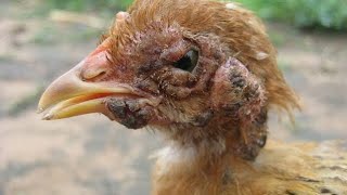 CHICKEN POX DISEASE PREVENTION AND TREATMENT IN YOUR FARM [upl. by Nekal]