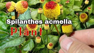 Spilanthes acmella plant [upl. by Elletnahc]