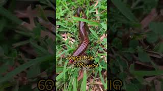 ବିଶାଳ ତେଲୁଗୁଣୀ ପୋକ giantmilipede milipede wildlife rarespices exploreutkal animals shorts [upl. by Niret885]