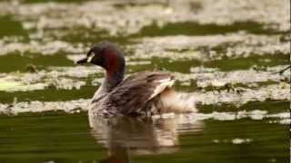 Australasian Grebe Tachybaptus novaehollandiae ♀  Australischer Zwergtaucher [upl. by Lorry20]