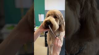 Goldendoodle face trim [upl. by Giarc]