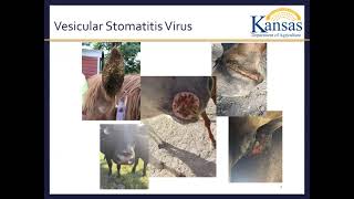 Town Hall Informational Meeting on Vesicular Stomatitis held on Thursday June 26th 2020 [upl. by Hector]