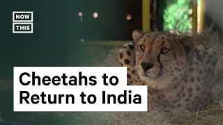 Cheetahs Return to India [upl. by Natie]