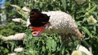 Buddleja davidii  quotWhite Profusionquot 🌷 [upl. by Ecneitap]