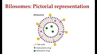 Bilosomes I Organic Nanomaterials I Nanobiotechnology [upl. by Ricarda]