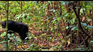 Chimpanzee Movie CLIP  Swingin 2012 Disney Nature Movie HD [upl. by Metsky]