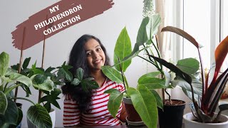 MY BEAUTIFUL PHILODENDRON COLLECTION  MOST BEAUTIFUL PHILODENDRONS [upl. by Courtund]