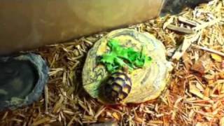 Marginated tortoise setup [upl. by Aeduj]