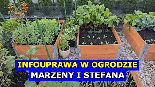 infouprawa W OGRODZIE Marzeny i Stefana Początkujący Ogrodnicy i Uprawa Pomidorów Arbuza Cukinii [upl. by Ireva426]