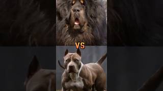 pitbull vs Tibetan mastiff vs great dane vs Neapolitan mastiff vs kangal dog [upl. by Merla]