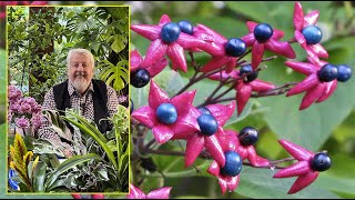 CLÉRODENDRON  ARBUSTE À FLEURS PARFUMÉES ET AUX FRUITS SPECTACULAIRES… Le Quotidien du Jardin N°289 [upl. by Radmen]