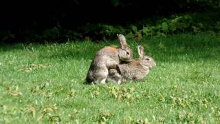 MATING RABBITS [upl. by Polish]