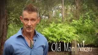 Old Man Nikau  Native Tree Nursery [upl. by Nitneuq]