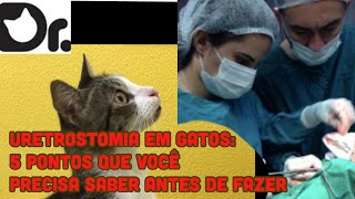 URETROSTOMIA EM GATOS 5 PONTOS QUE VOCÊ PRECISA SABER ANTES DE FAZER [upl. by Trace]