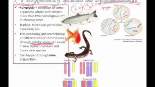 Polyploidy leads to speciation IB Biology [upl. by Mirabelle]