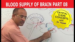 Blood Supply of Brain  Circle of Willis  Part 811 [upl. by Hoem]