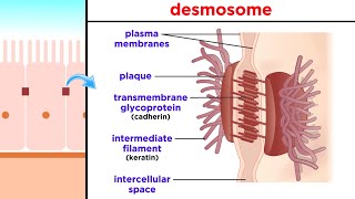 Types of Tissue Part 1 Epithelial Tissue [upl. by Isola]