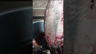 Tuna fish cutting❤️fishcutting tuna [upl. by Prochora]