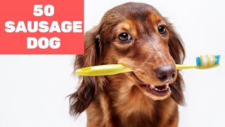 50 Funniest Moments of Sausage Dog 2020 [upl. by Neelrahs]