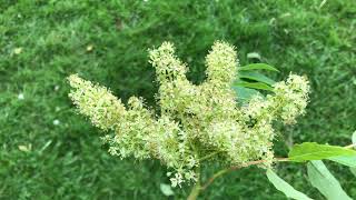 Tree of Heaven Ailanthus altissima  flowers  June 2020 [upl. by Myrilla992]