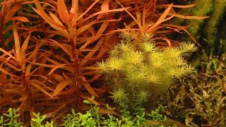 Ammannia Gracilis  Care and Info AKA Delicate ammannia  Red Ammannia [upl. by Akineg]