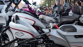 African Grey Parrot rides Harley Davidson Road Glide Aka Birdman Lonestar Rally in Galveston Tx [upl. by Assilam]