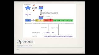 Bacterial Gene Regulation Operons [upl. by Wiese]