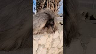 Женщина должна dog dogs pomeranian spitz funny pekingese pet puppy собака pets [upl. by Idok]