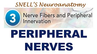 Chp03 Peripheral Nerves  Snells NeuroAnatomy  Dr Asif Lectures [upl. by Nirrol905]