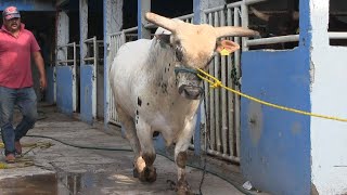 MIRA EL TAMAÑO DE ESTE ANIMAL  RANCHO LOS MORROS EN TECAMA EDO DE MEXICO 2023 [upl. by Hephzipah]