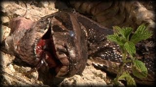 Alligator killed Python 01 Dangerous Animals [upl. by Angel]