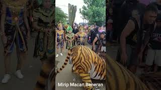 Burok Macan Jawa Timur Pelatihan dan Keindahan Hewan Liar Mirip Macan Asli [upl. by Peisch26]