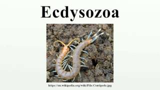 Ecdysozoa [upl. by Eelrebma]