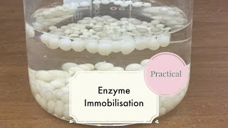 Enzyme ImmobilisationLeaving Cert Biology [upl. by Zumstein665]