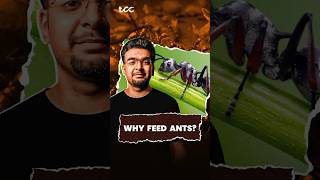 Why Indians feed ants [upl. by Amalbergas]